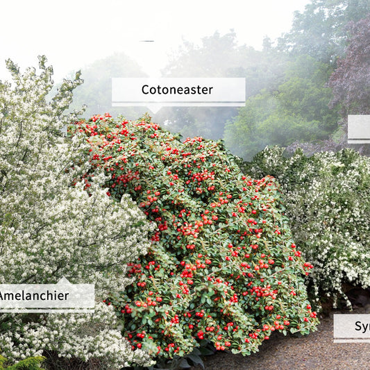 Collection Haie aux oiseaux - Bakker