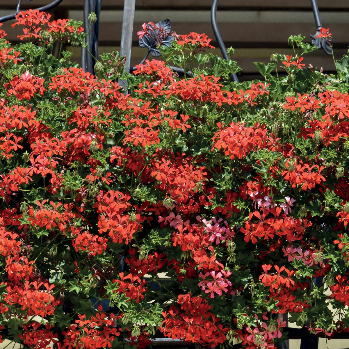 Pelargonium peltatum - 3 Géraniums-lierre rouges - Géranium - Pélargonium