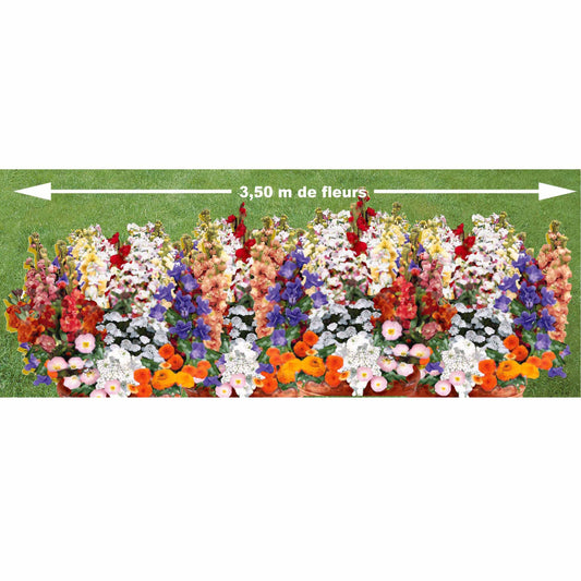 Tapis de fleurs parfumées en mélange - Bakker