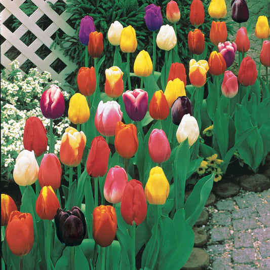 Bakker - 100 Tulipes à longues tiges en mélange - Tulipa - Bulbes de printemps