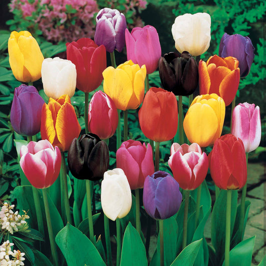 Bakker - 50 Tulipes à longues tiges en mélange - Tulipa - Bulbes de printemps