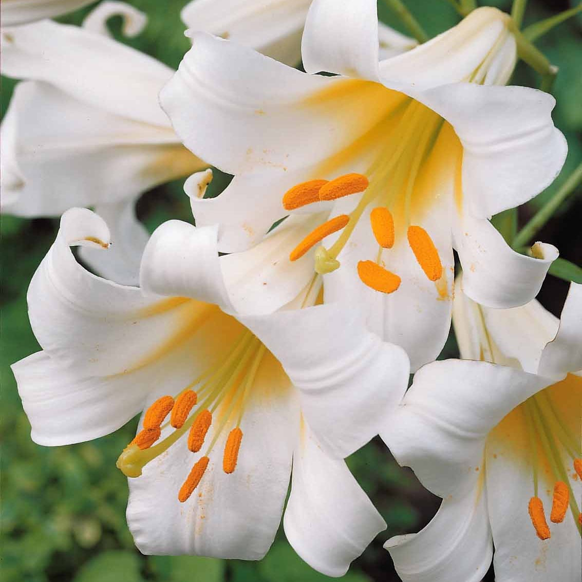 3 Lis Trompette royal blanc - Lilium regale album - Bakker