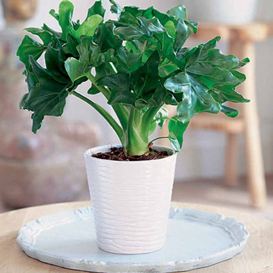 Philodendron Monstera Atom et son cache-pot blanc ELHO - Bakker