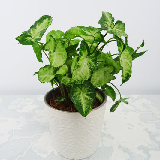 Syngonium Pixie + cache pot blanc 14 cm. - Bakker