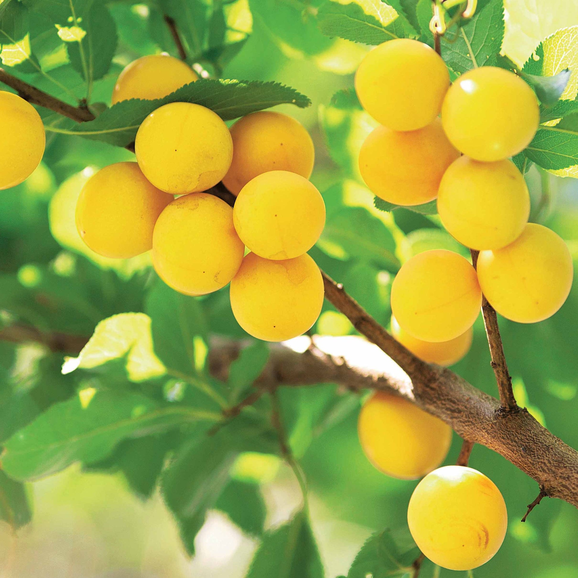 Prunier Reine-Claude d’Oullins - Prunus domestica Reine-Claude d'Oullins - Bakker