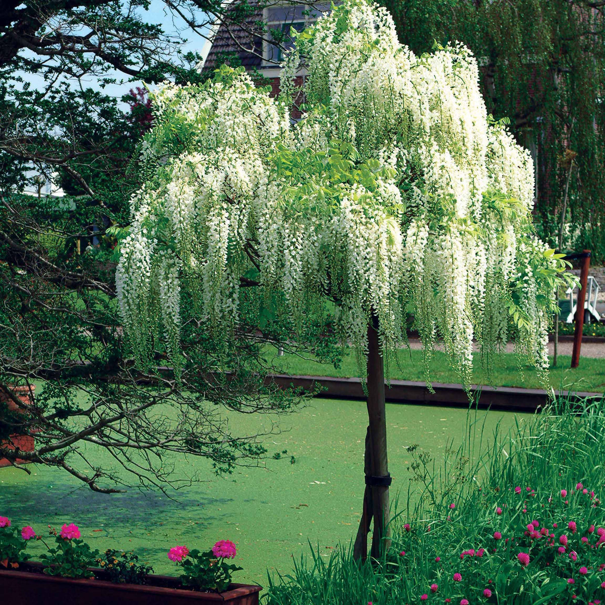 Glycine blanche sur tige - Glycine - Bakker