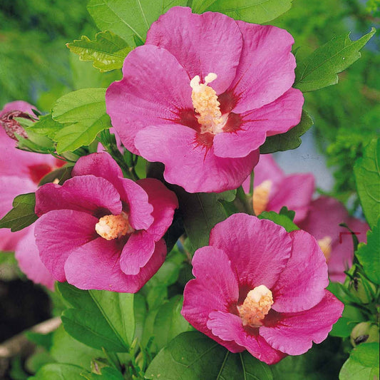Hibiscus de jardin sur tige - Bakker
