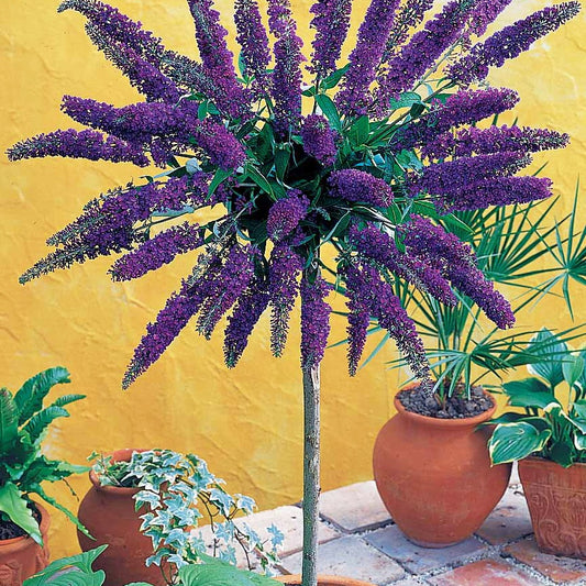 Arbre à papillons 'Empire Blue' - Bakker