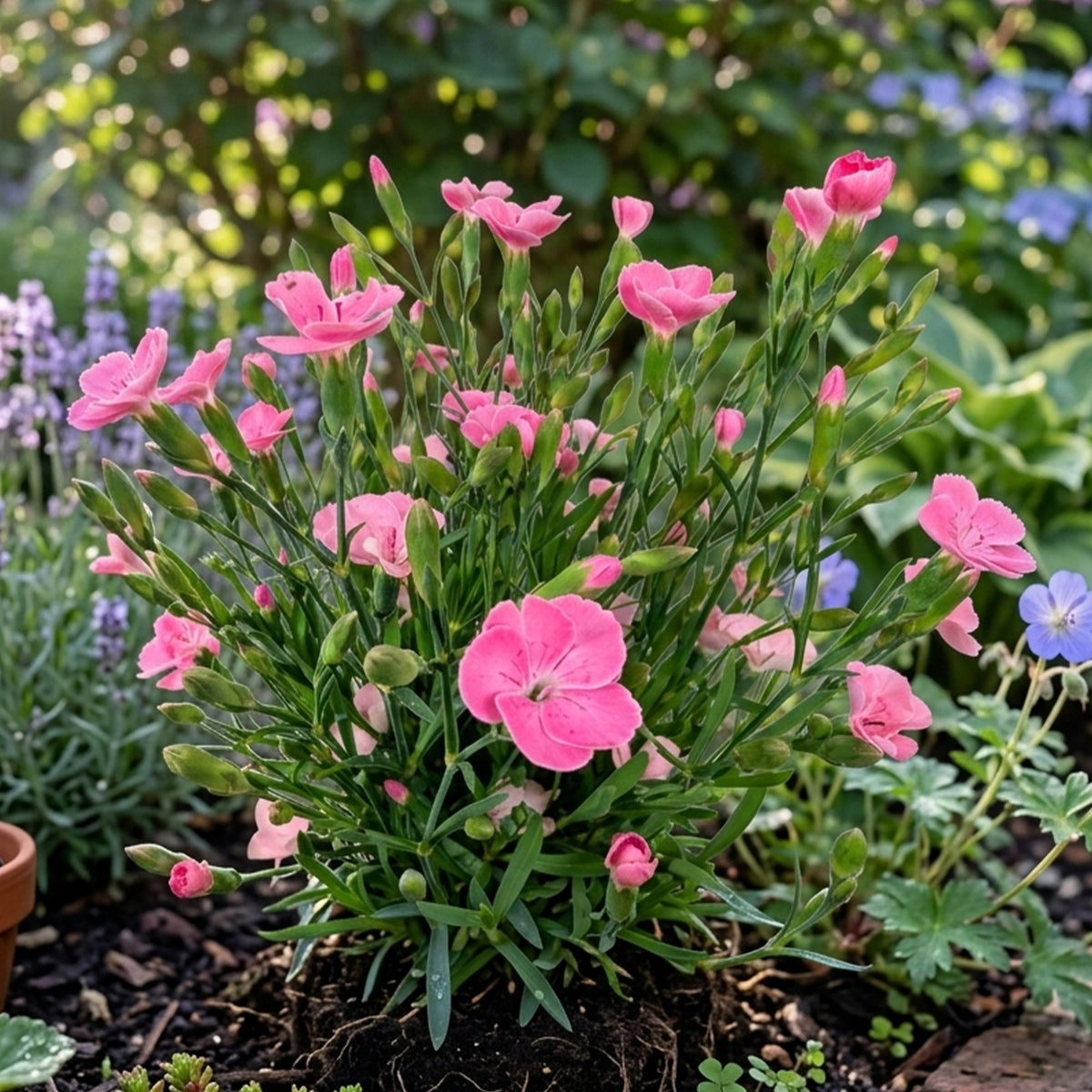 Œillet Peach Party - Dianthus caryophyllus - Bakker