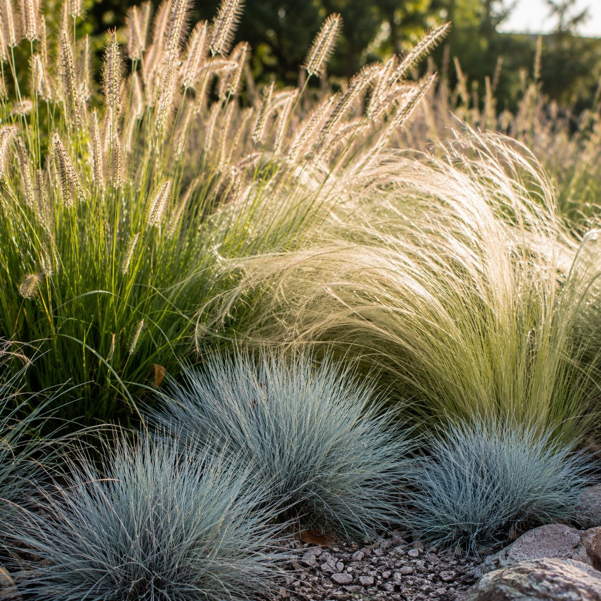 3 graminées pour sol sec - Pennisetum alopecuroides,Stipa tenuissima ,Festuca glauca - Bakker