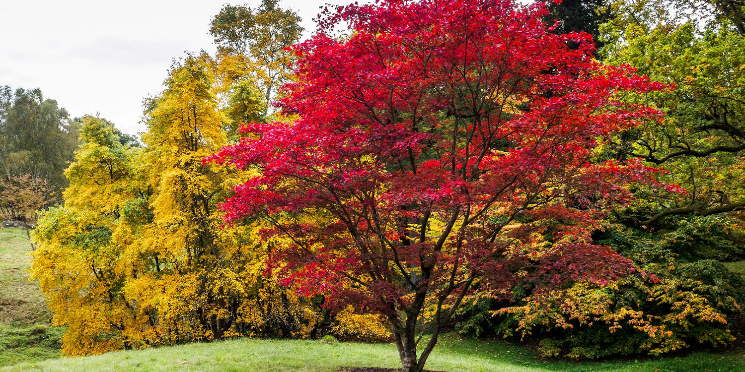 Couleurs et contrastes : le pouvoir du feuillage