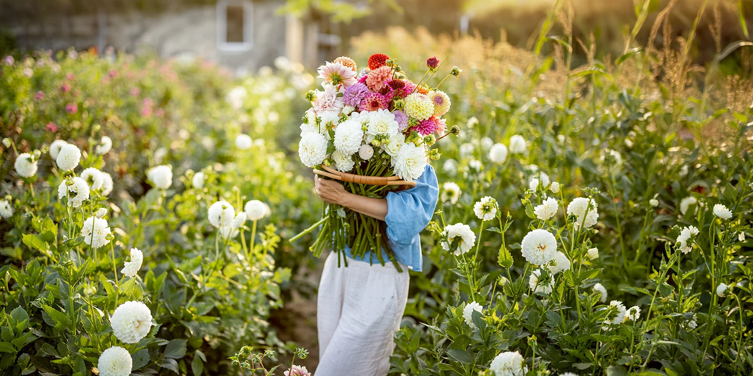 Jusqu’à -30% : des fleurs à cueillir !