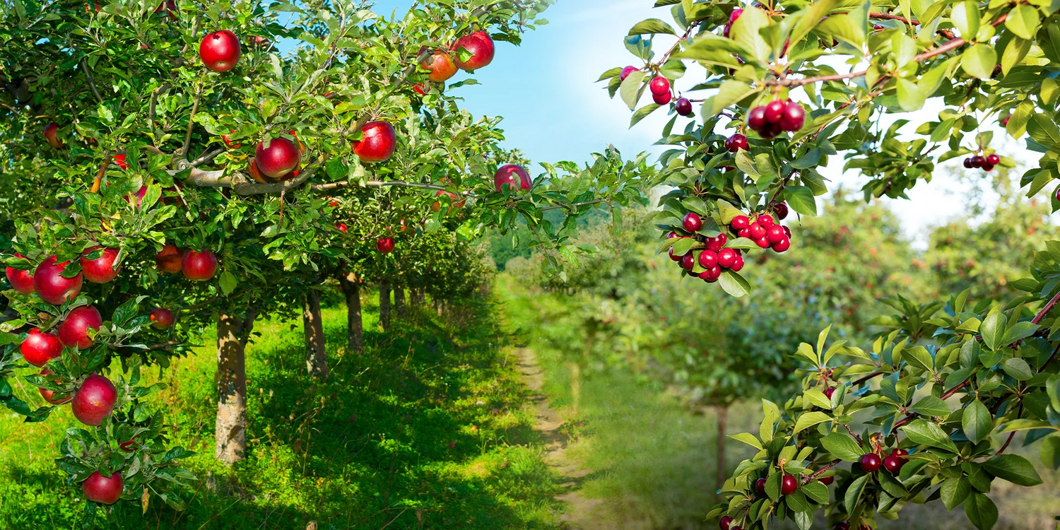 Saveurs du jardin jusqu'à -30%