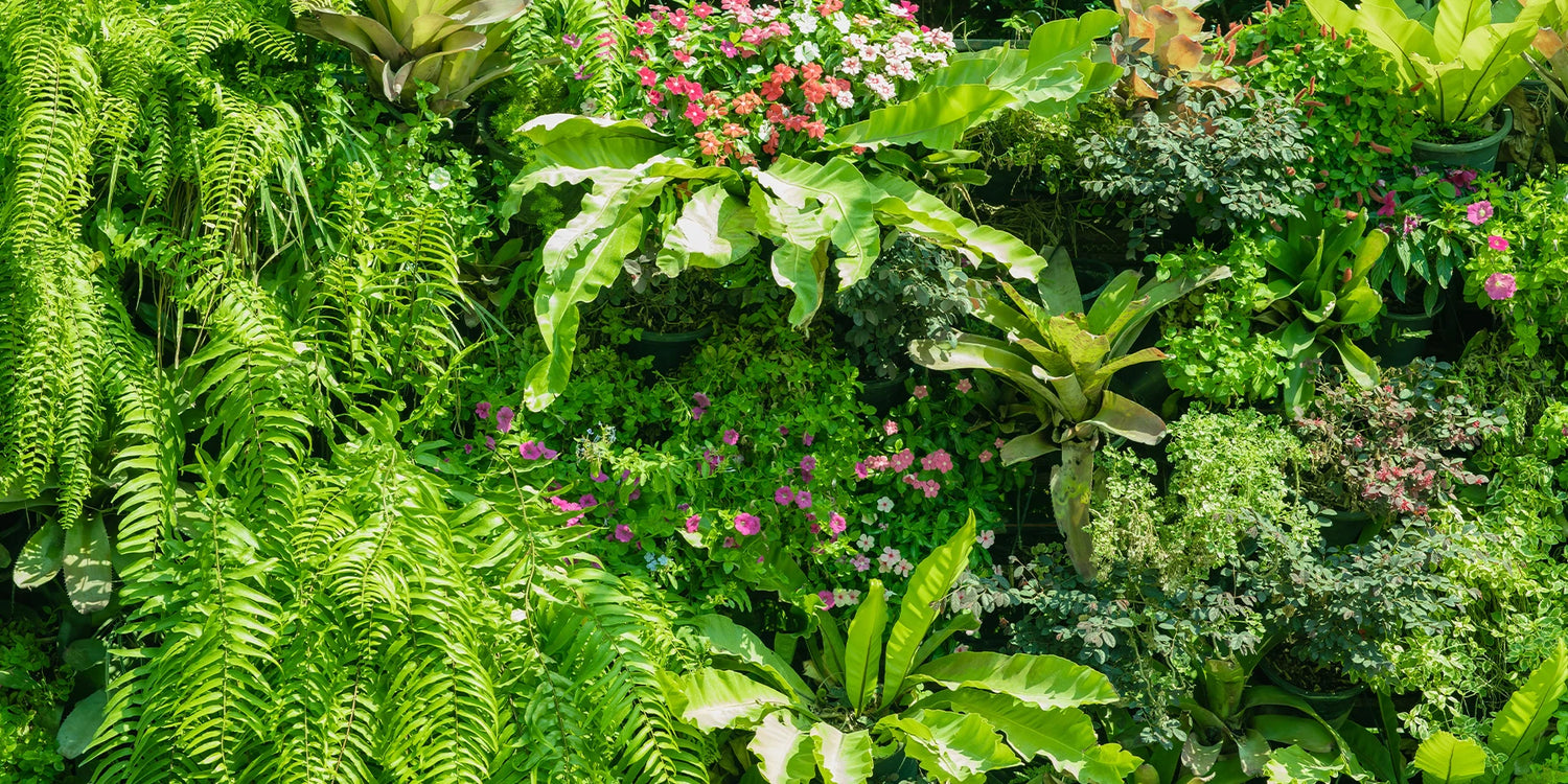 Créez votre jungle urbaine !