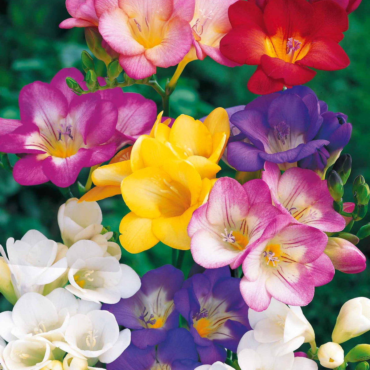 25 Freesias à fleurs simples en mélange - Freesia - Bakker