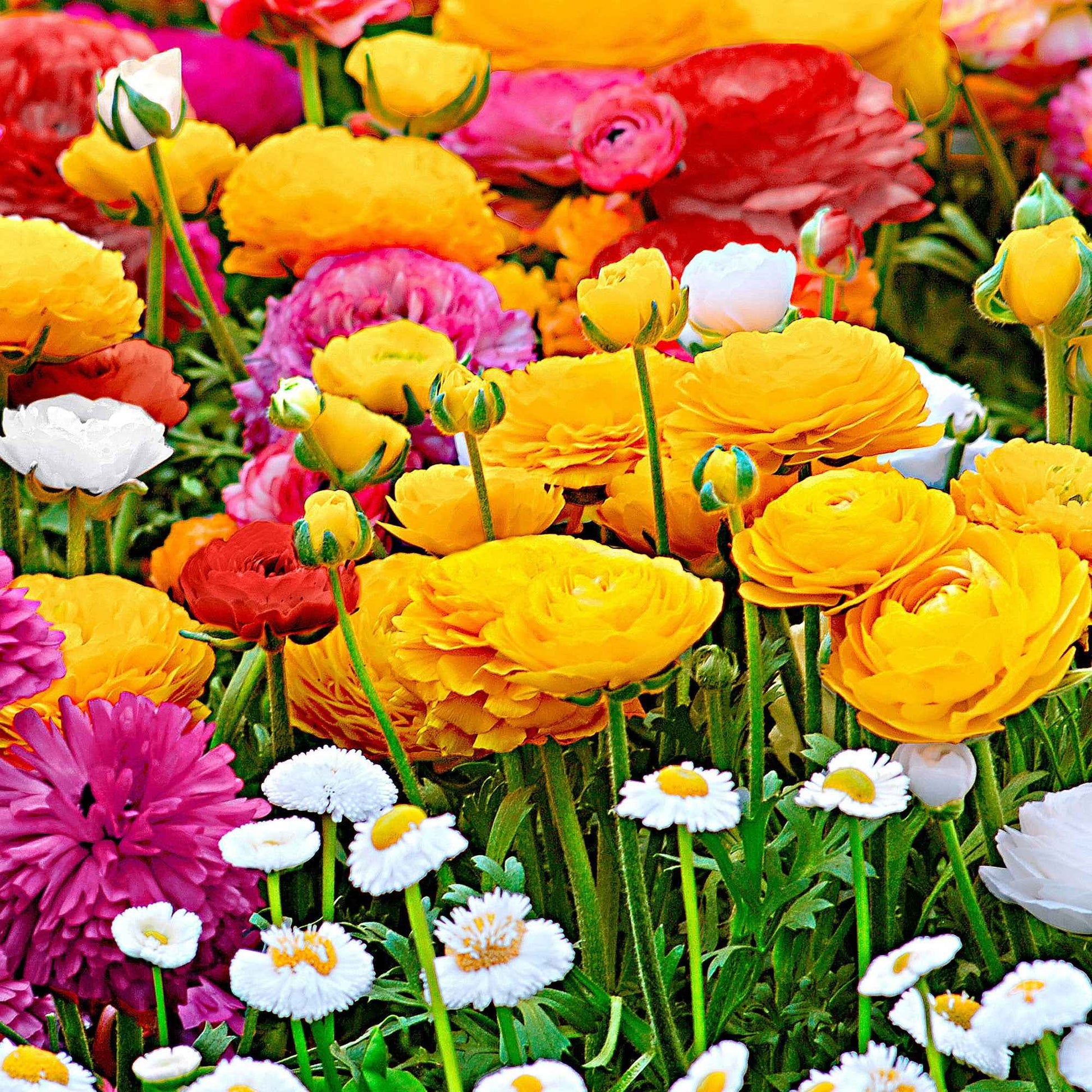 Bulbes de Renoncule - Renoncule en mélange - Ranunculus asiaticus