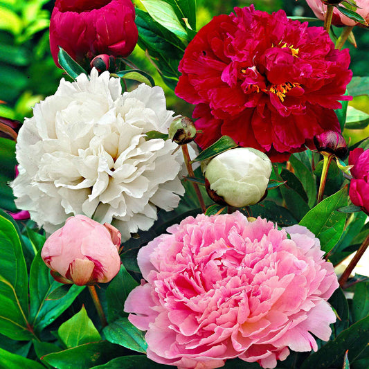 Mélange de 3 pivoines : Immaculée, Sorbet, Red Charm - Bakker