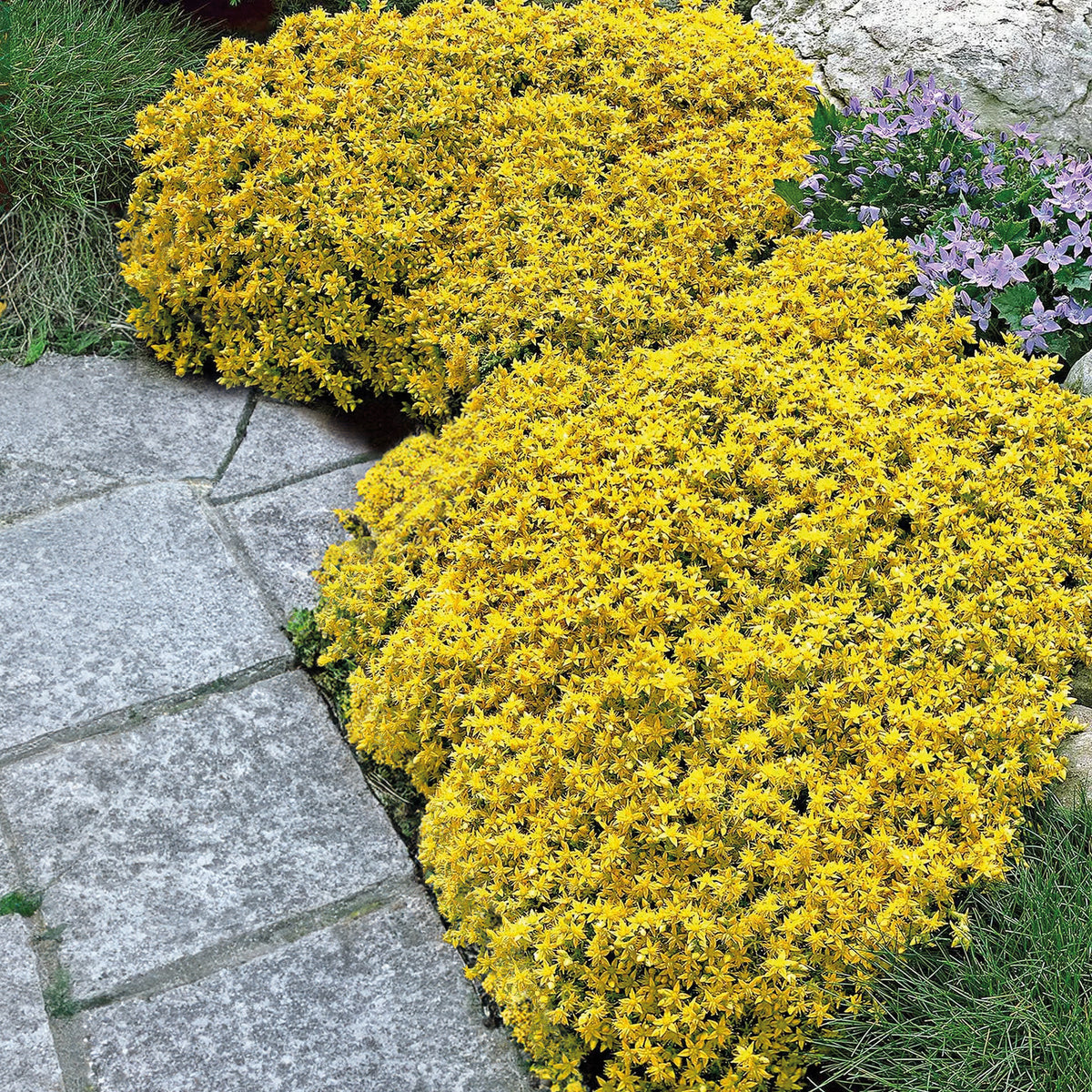 Vente 2 Sedum acre - Poivre des murailles - Plantes vivaces