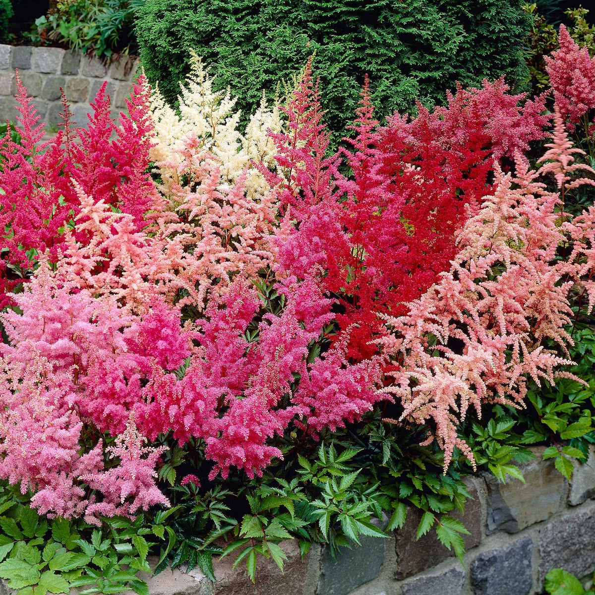 4 Astilbes en mélange - Bakker
