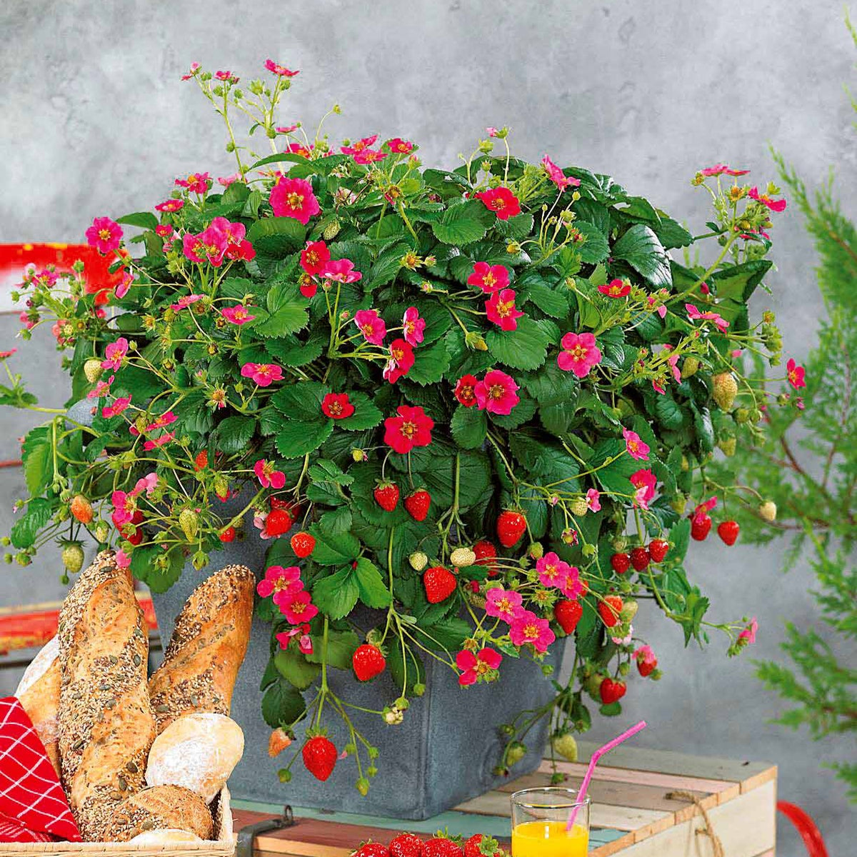 Fraisiers - 3 Fraisiers remontants à fleurs roses Toscana - Fragaria x ananassa toscana