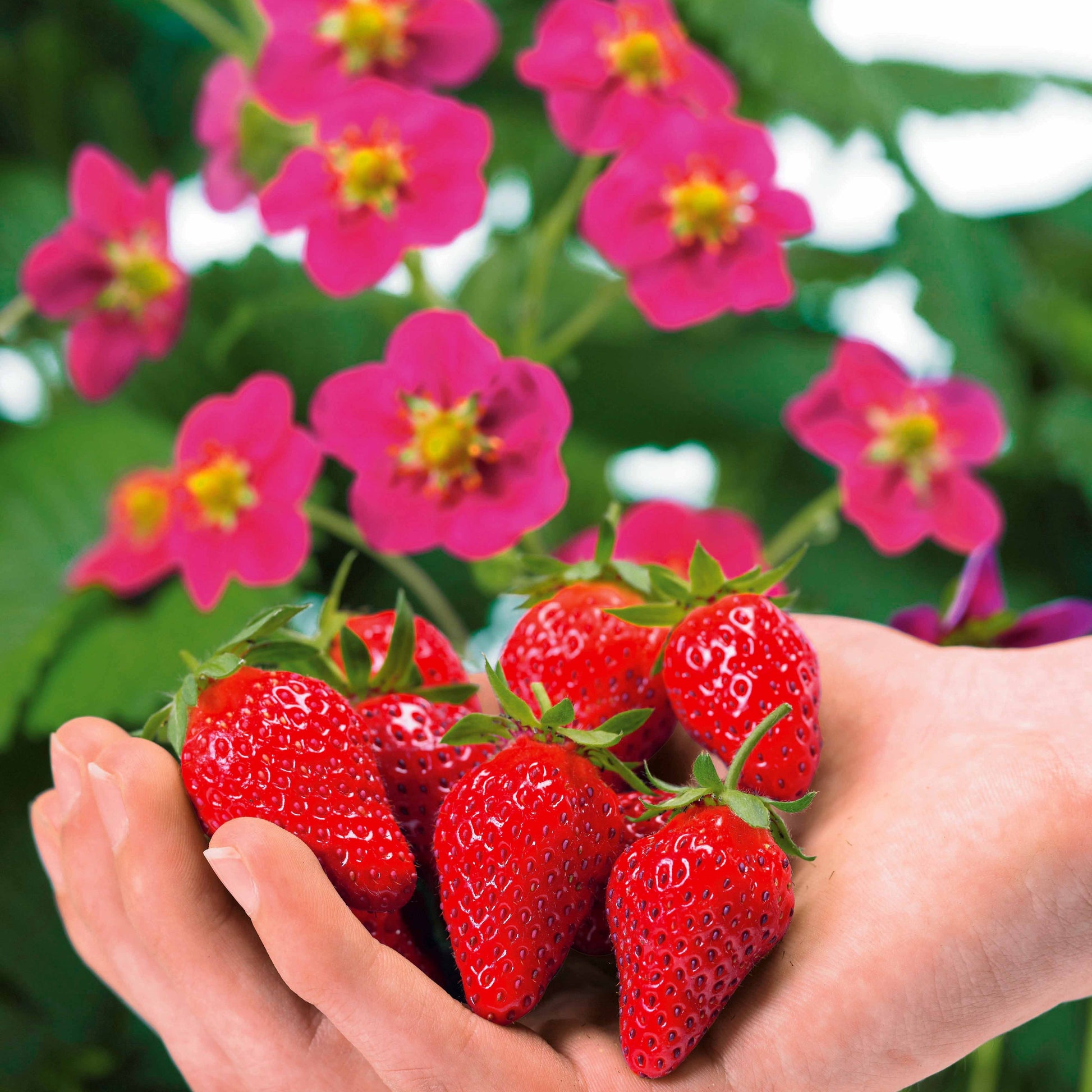 Fraisiers - 3 Fraisiers remontants à fleurs roses Toscana - Fragaria x ananassa toscana