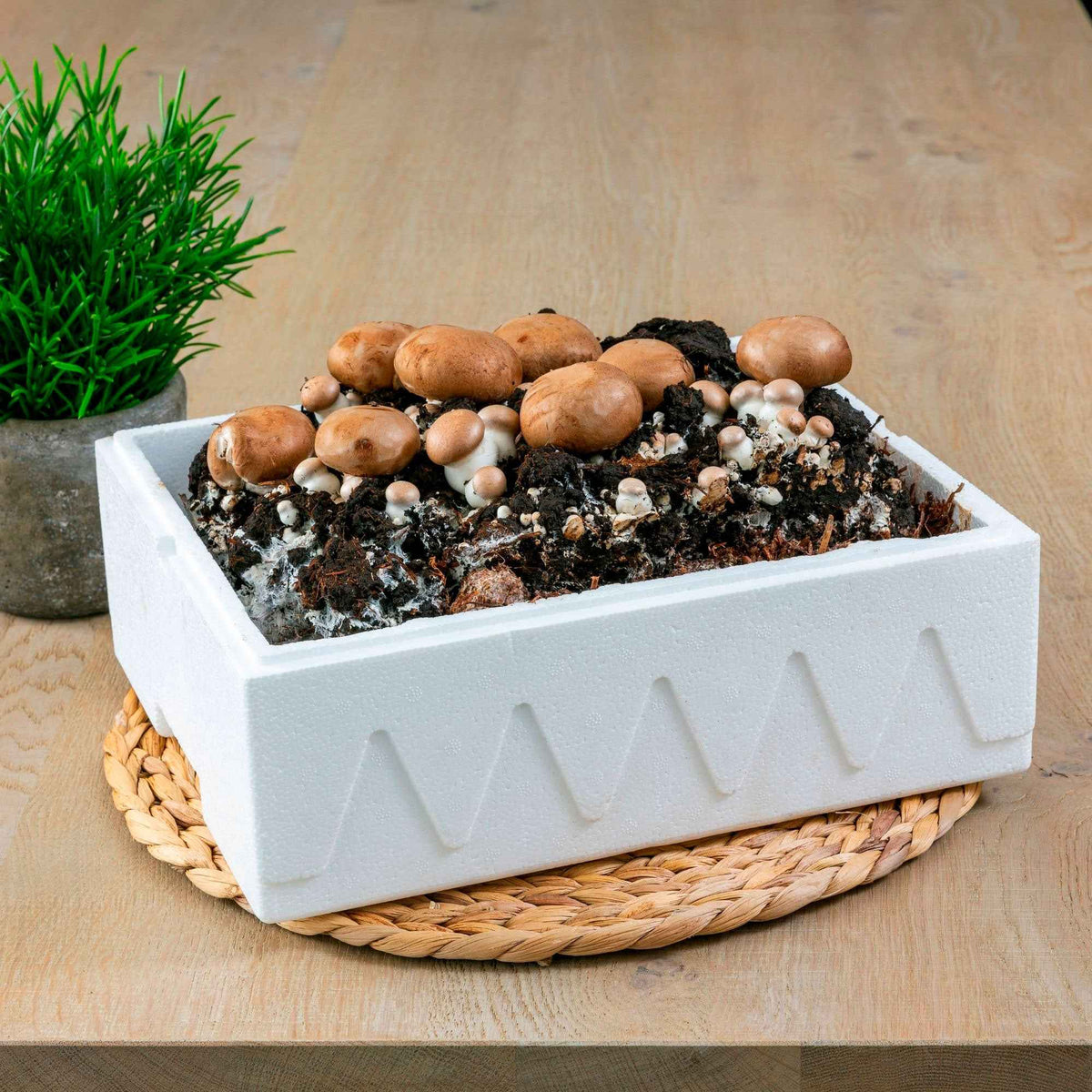 Kit de culture de champignons brun de Paris - Bakker