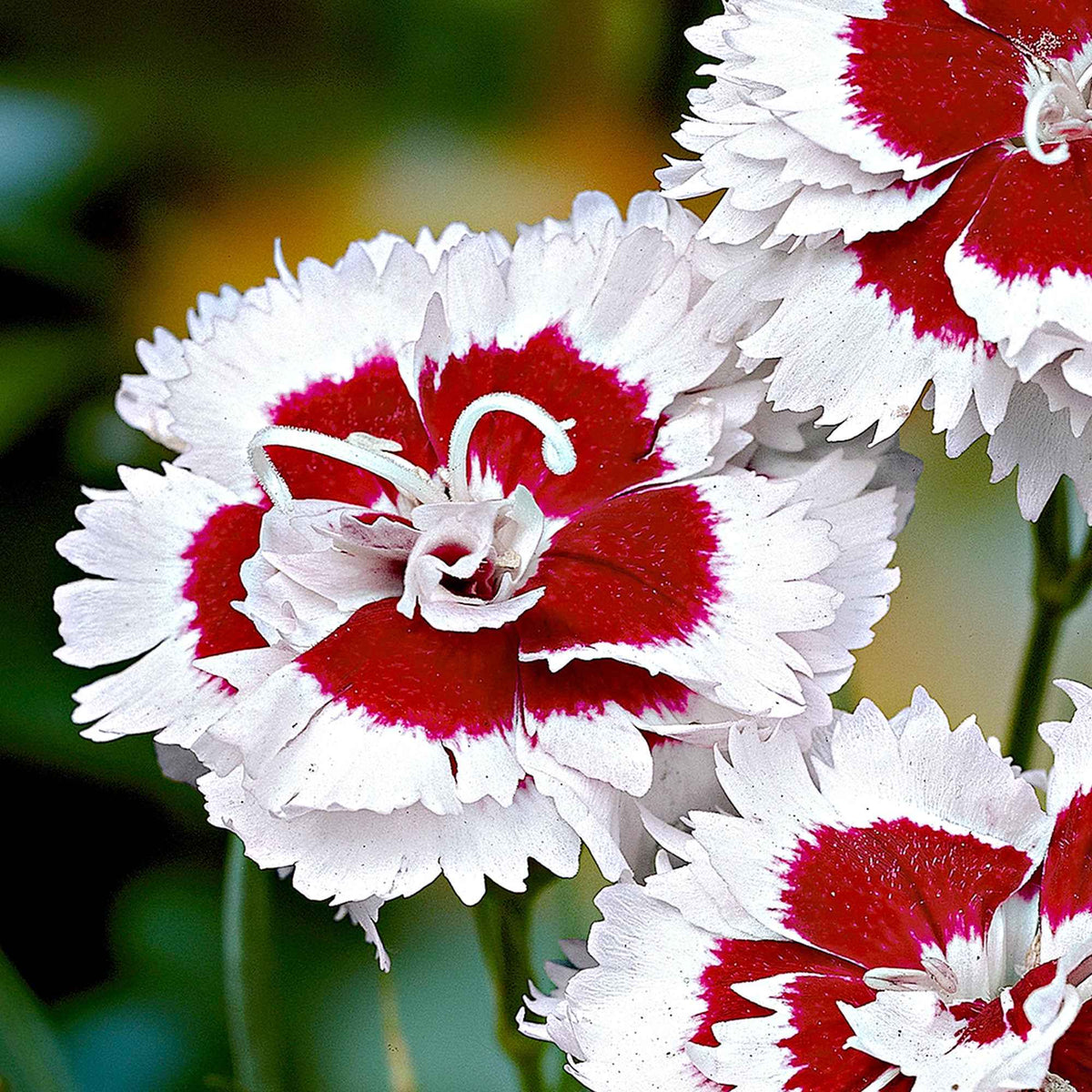 3 Œillets mignardise Alice - Dianthus allwoodii 'alice' - Bakker