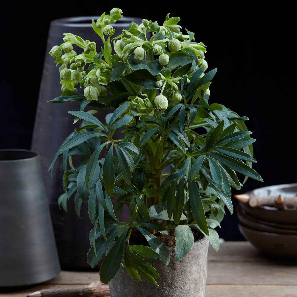 Hellébore fétide 'Wester Flisk' - Helleborus foetidus Wester Flisk - Bakker