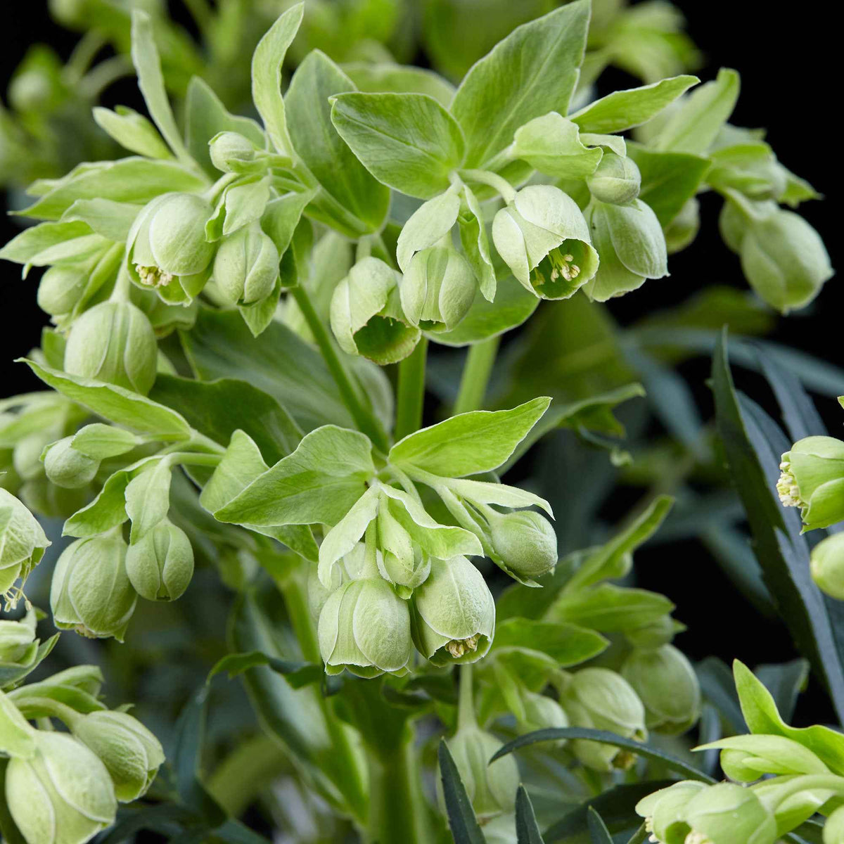 Helleborus foetidus Wester Flisk - Hellébore fétide 'Wester Flisk' - Hellébore - Rose de Noël