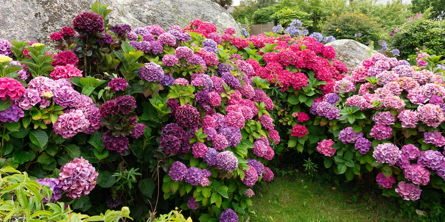 Focus Hortensias : le 2ème à -30% !