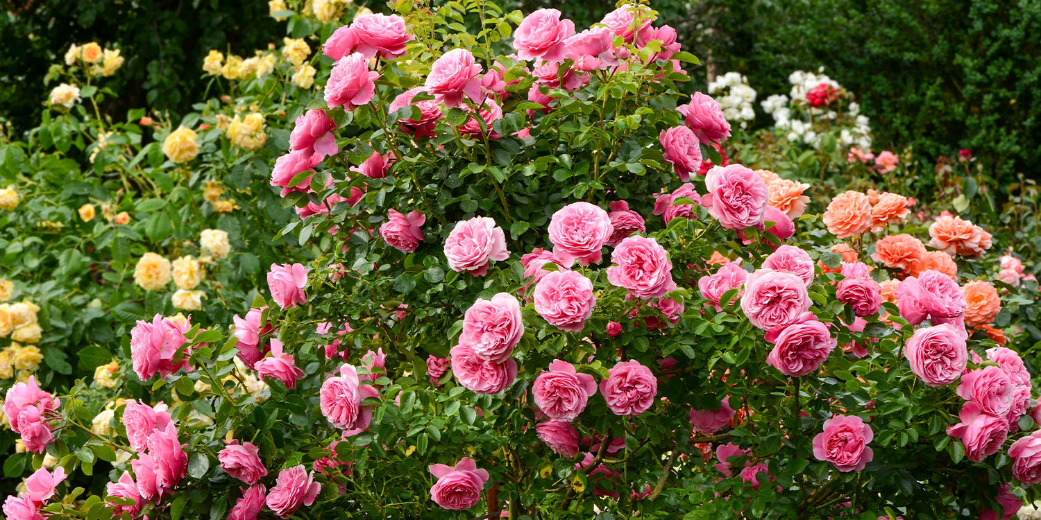 Green Days focus rosiers jusqu'à -50%