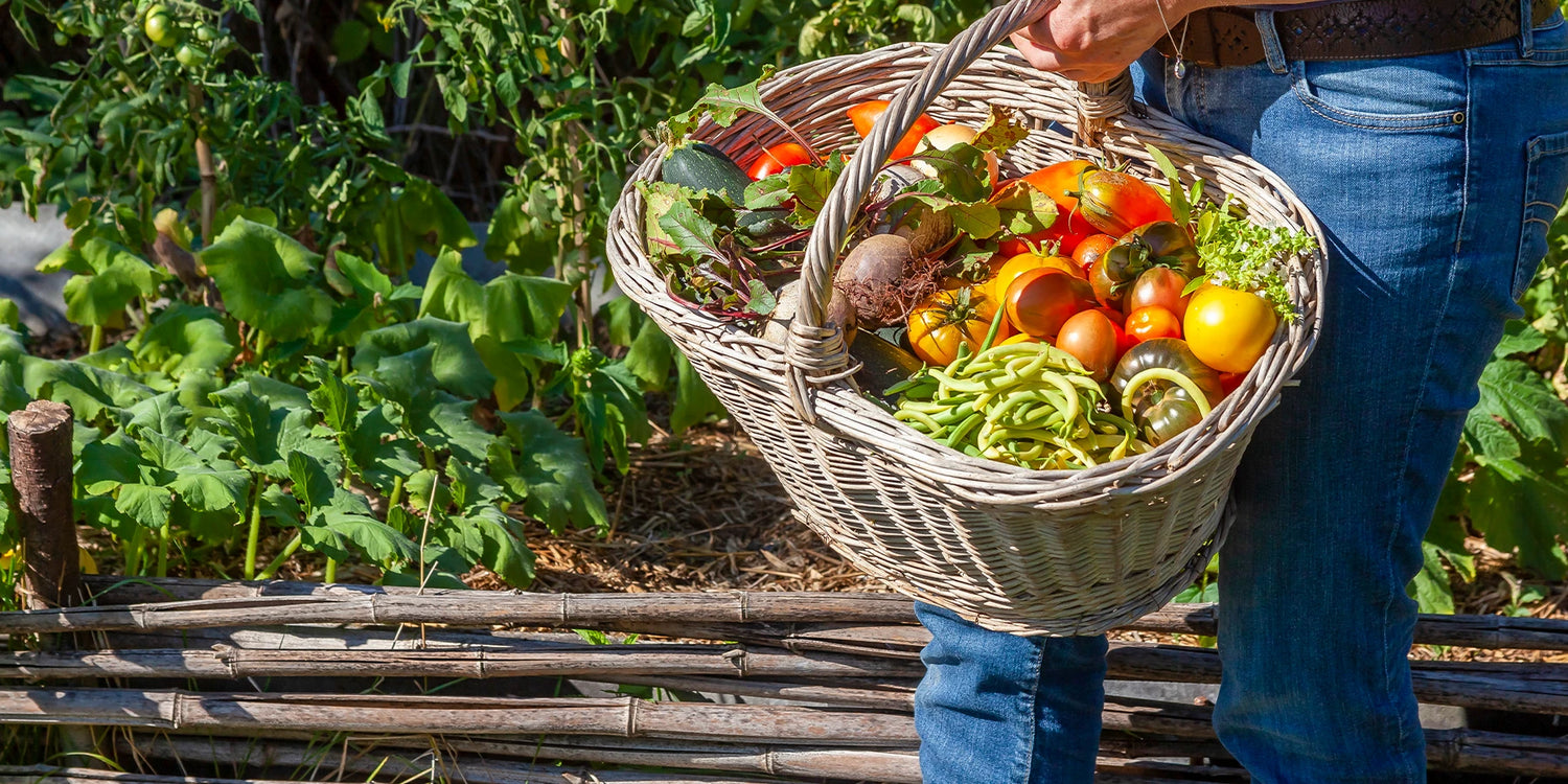 Graines de légumes : 1+1 gratuit !
