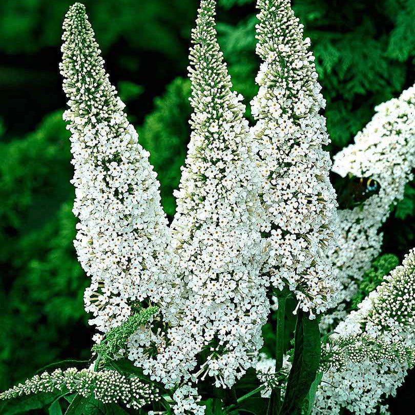 Arbre à papillons - Buddleja - Arbre à papillons 'White Profusion' - Buddleja davidii white profusion