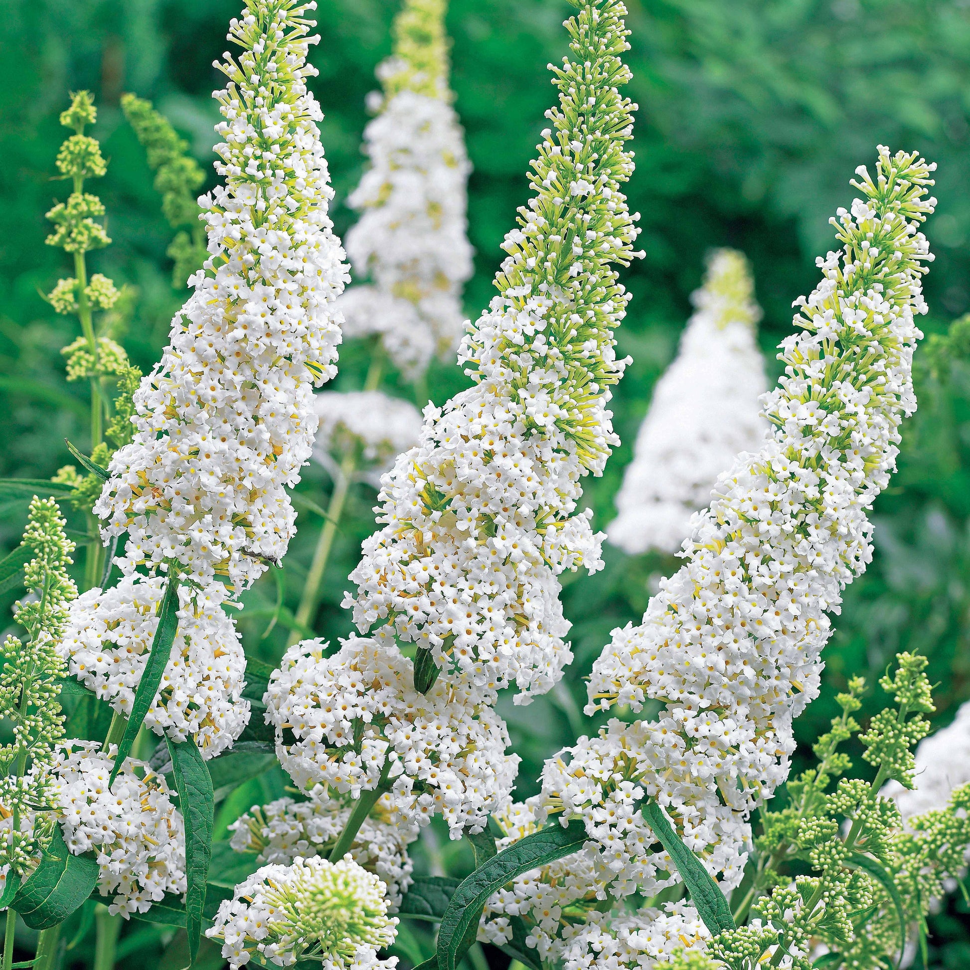 Vente Arbre à papillons 'White Profusion' - Buddleja davidii white profusion