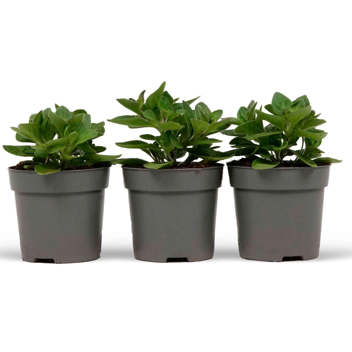 Petunia et Calibrachoa - 3 Pétunias des Alpes en mélange - Petunia Alpe tunia® mix