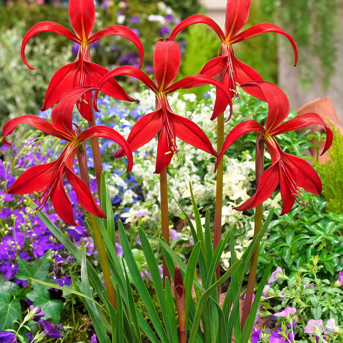 2 Lis de St Jacques - Sprekelia formosissima - Bakker