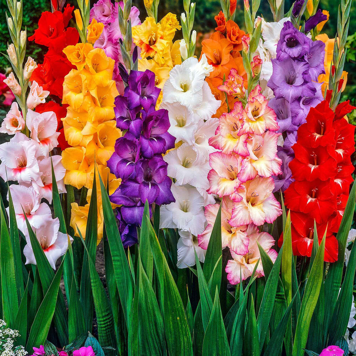 Glaïeul à grandes fleurs - Mélange - Bakker