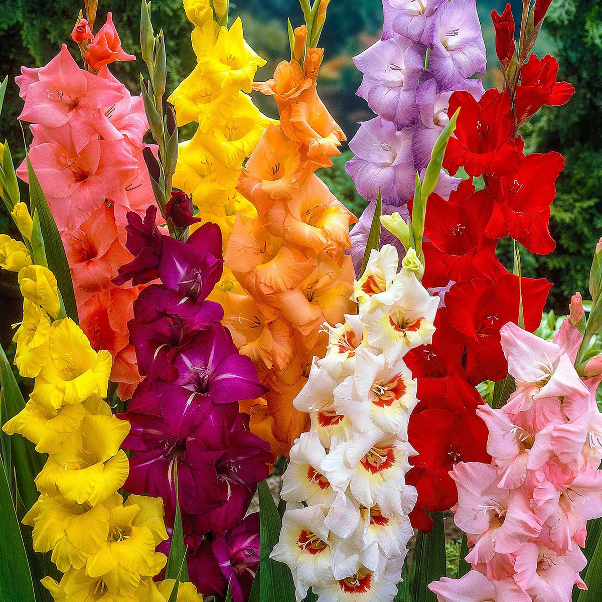 Glaïeul à grandes fleurs - Mélange - Gladiolus - Bakker