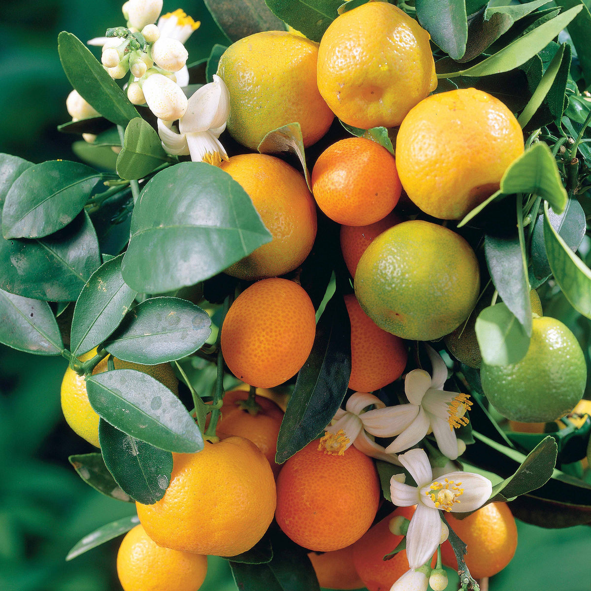 Citrus reticulata - Mandarinier - Agrumes