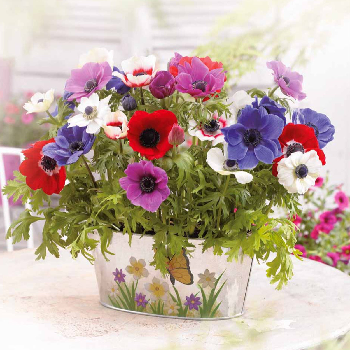 Bulbes d'Anémone - Anémone de Caen en mélange - Anemone coronaria de Caen