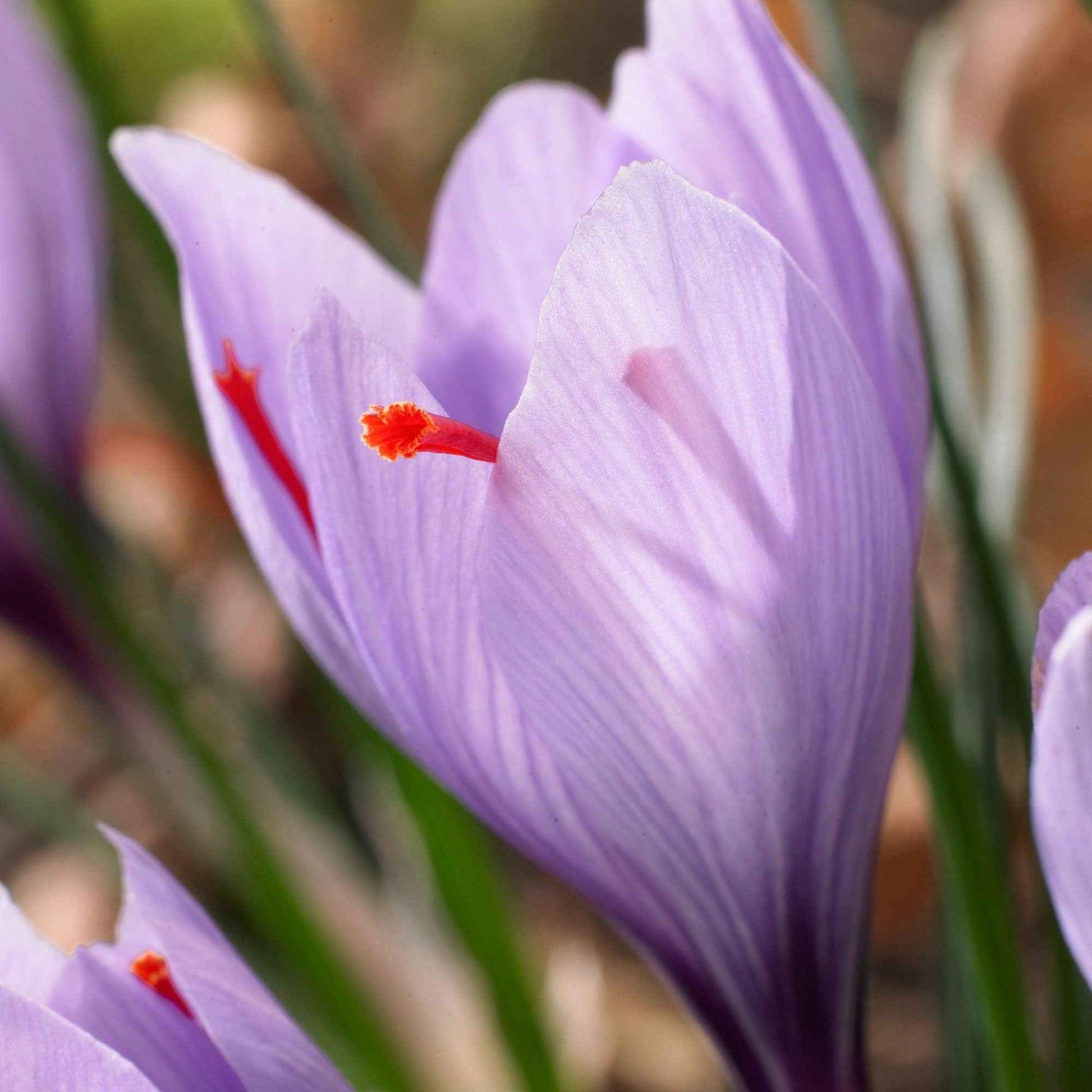 Bulbes de Crocus - 10 Crocus safran - Crocus sativus