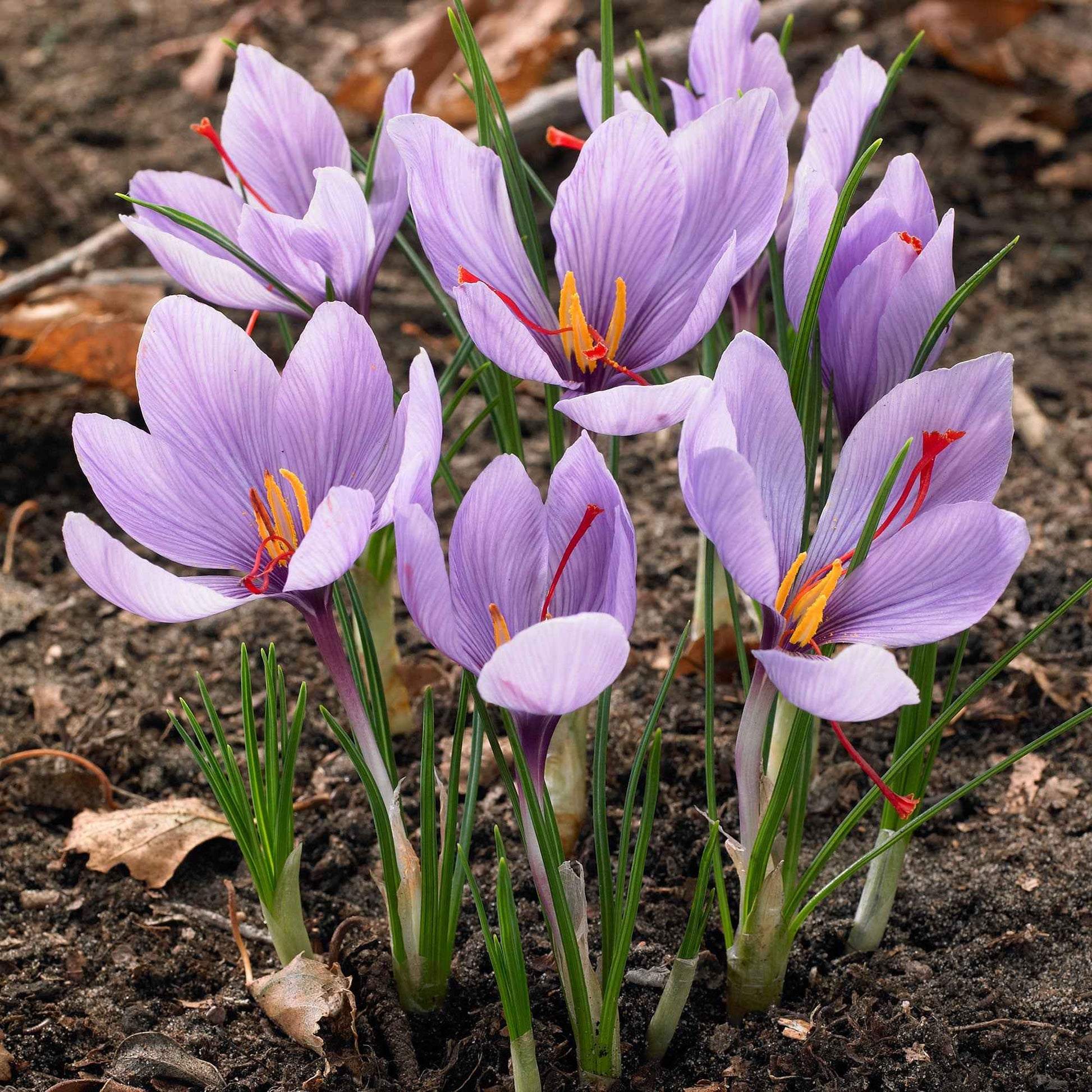 Crocus sativus - 10 Crocus safran - Bulbes de Crocus