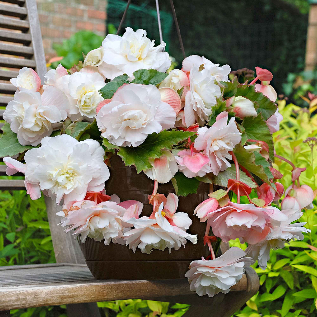5 Bégonias parfumés Angélique - Bakker