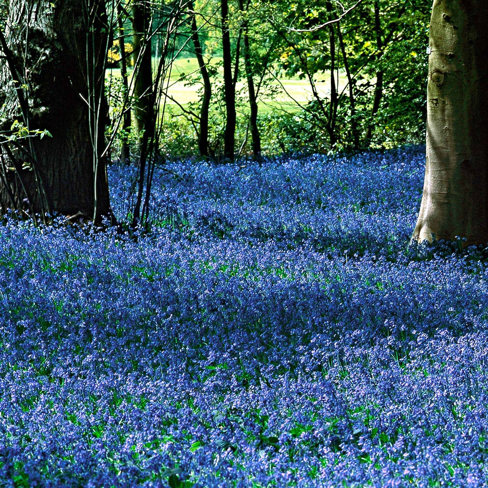 Bulbes de printemps - Scille de Sibérie - Scilla siberica