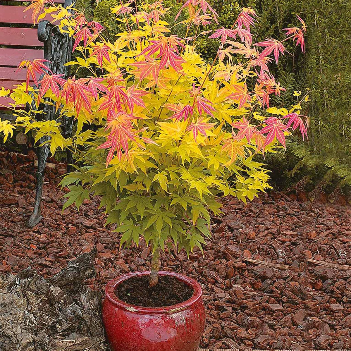 Érable du Japon - Érable du Japon 'Orange Dream' - Acer palmatum Orange Dream