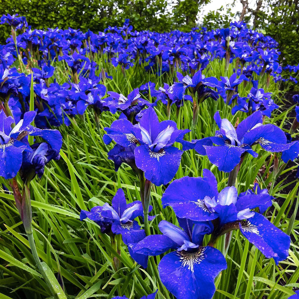 3 Iris de Sibérie Oiseau Bleu - Bakker