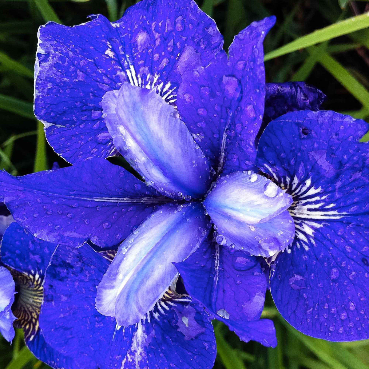 3 Iris de Sibérie Oiseau Bleu - Iris sibirica blue bird - Bakker