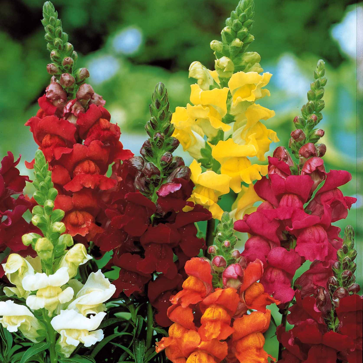 Antirrhinum majus - Muflier 'Majestic' - Graines de fleurs