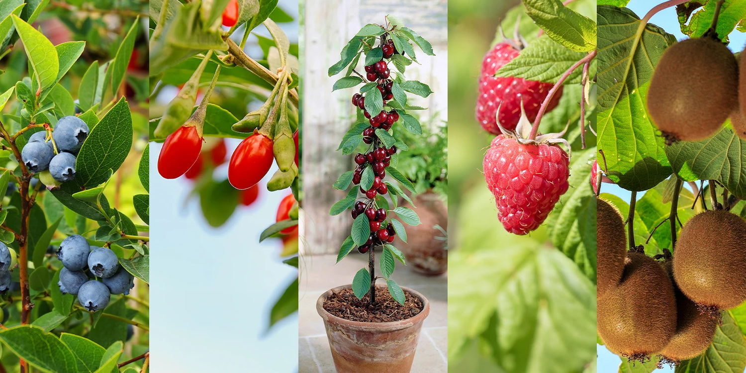 Deal fin de semaine jusqu’à -65% sur 7 variétés de fruitiers !