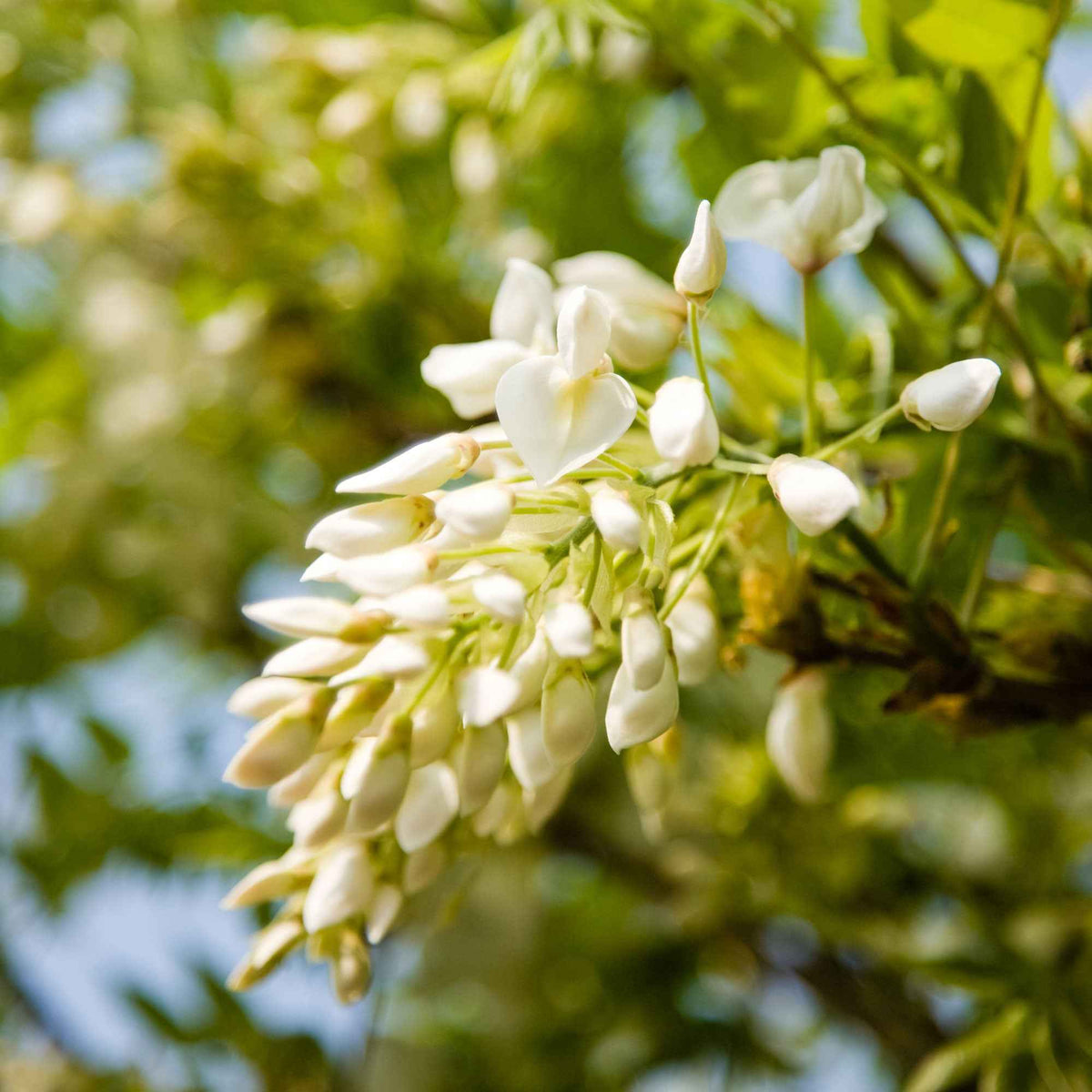 Glycine - Glycine blanche - Wisteria sinensis alba